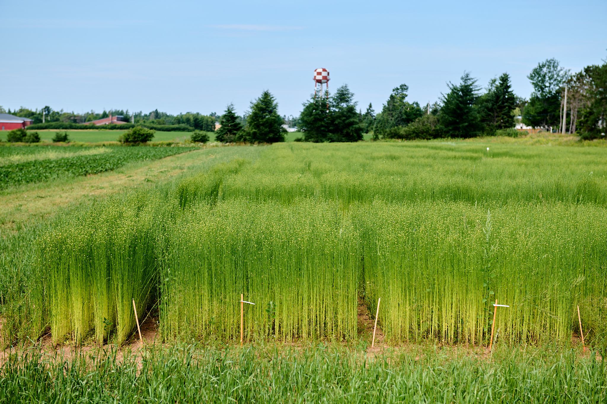 Flax field research plots