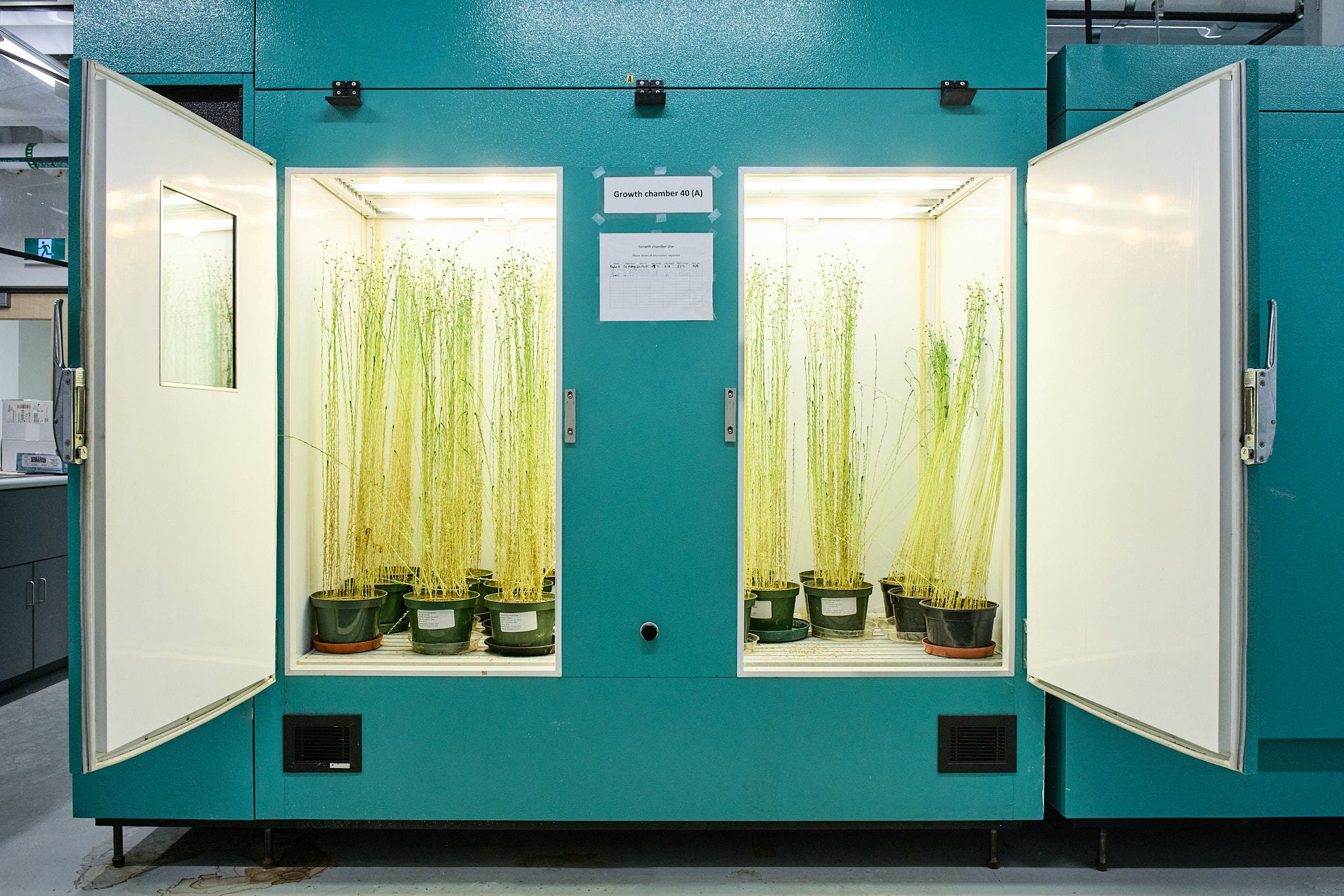 Flax plants growing in a controlled growth chamber